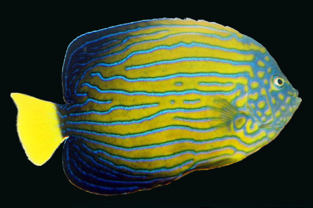 Chaetodontoplus septentrionalis