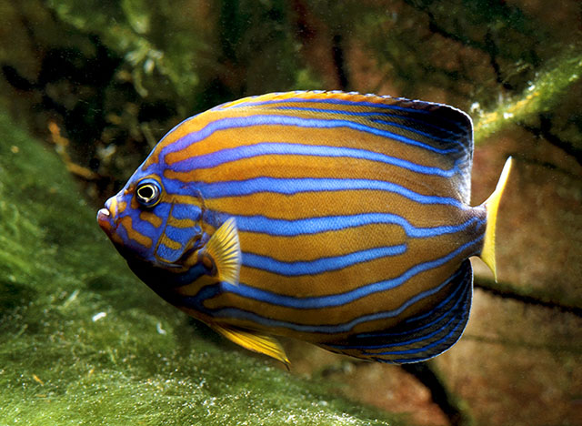 Chaetodontoplus septentrionalis