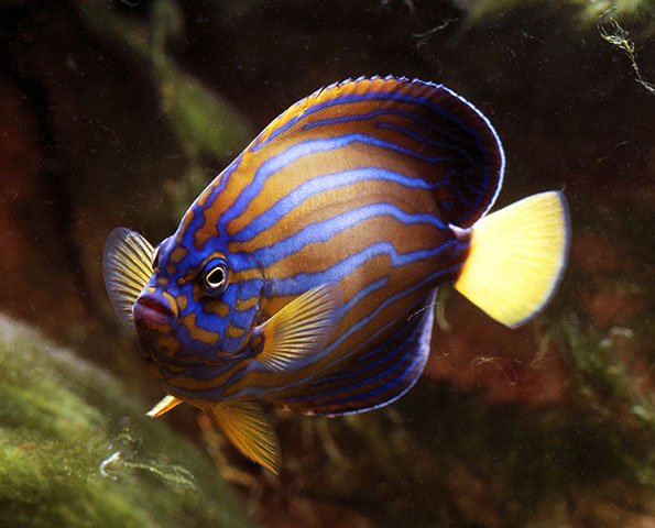 Chaetodontoplus septentrionalis