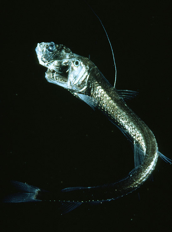 Chauliodus sloani