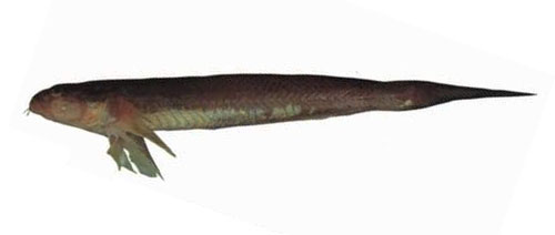 Chaeturichthys stigmatias