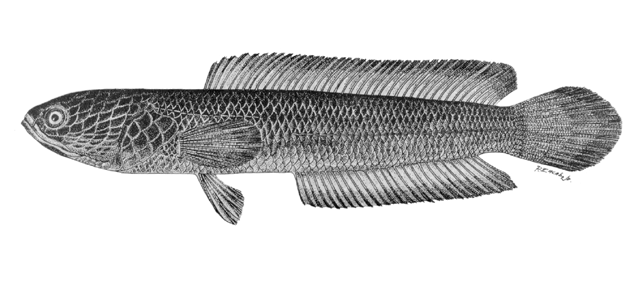 Channa striata