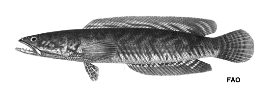 Channa striata