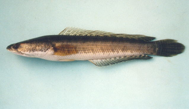 Channa striata