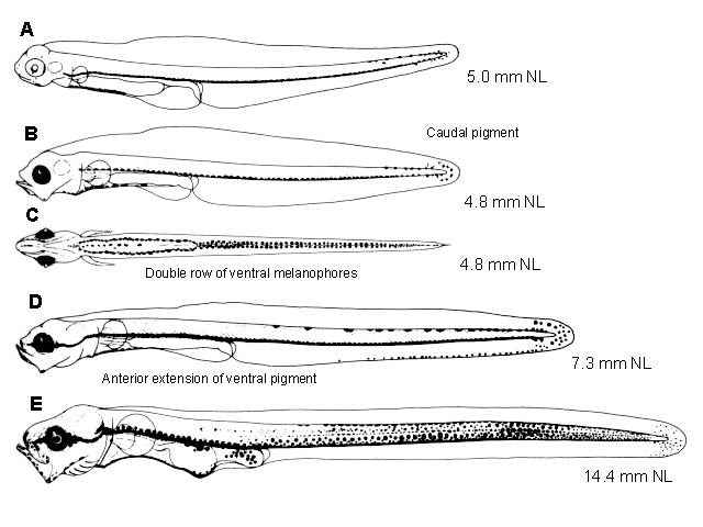 Chilara taylori