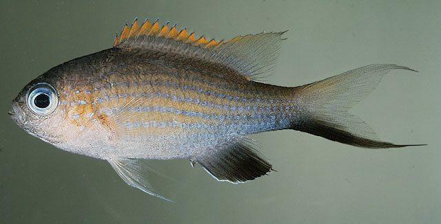 Pycnochromis vanderbilti