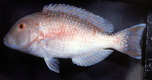 Choerodon venustus