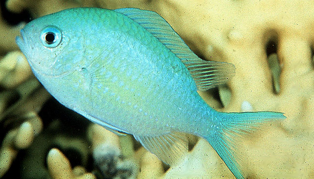 Chromis viridis