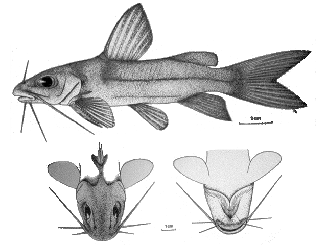 Chrysichthys wagenaari