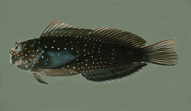 Cirripectes alboapicalis