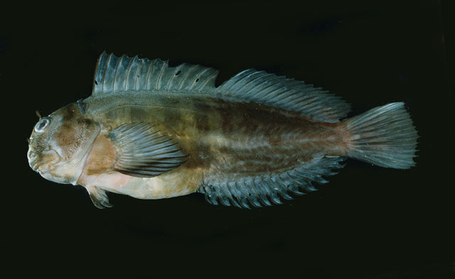 Cirripectes alboapicalis