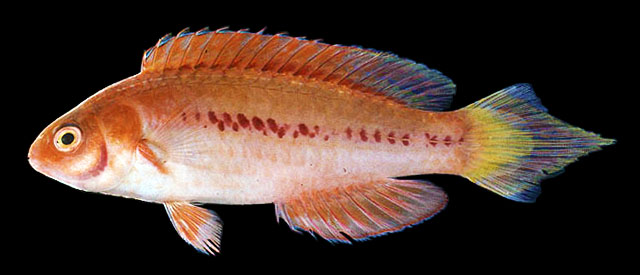 Cirrhilabrus blatteus