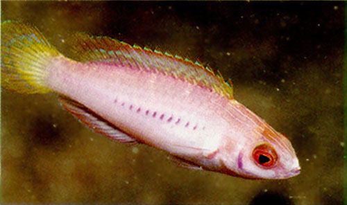 Cirrhilabrus blatteus