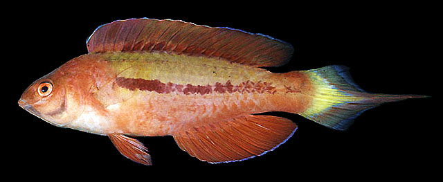 Cirrhilabrus blatteus