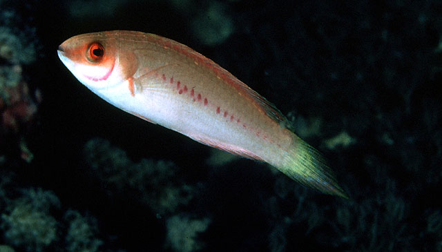 Cirrhilabrus blatteus