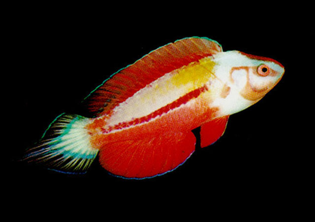 Cirrhilabrus blatteus