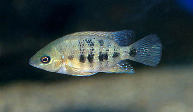 Cincelichthys bocourti