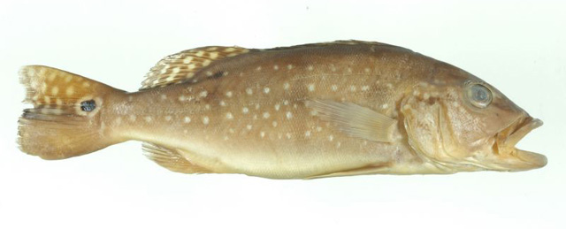 Cichla jariina