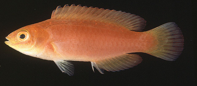 Cirrhilabrus jordani