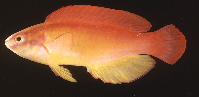 Cirrhilabrus jordani