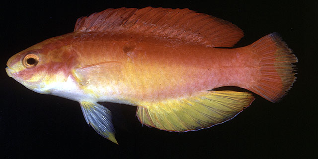 Cirrhilabrus jordani