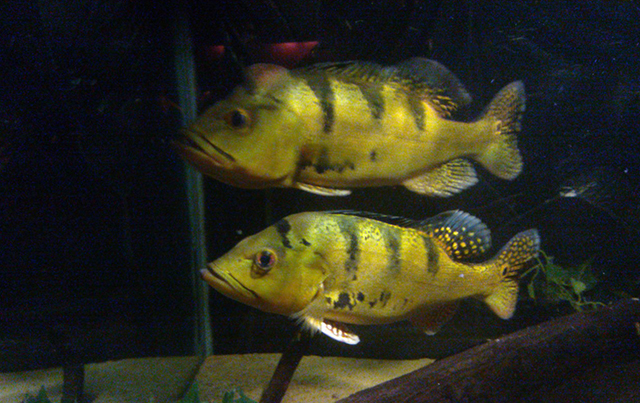 Cichla kelberi