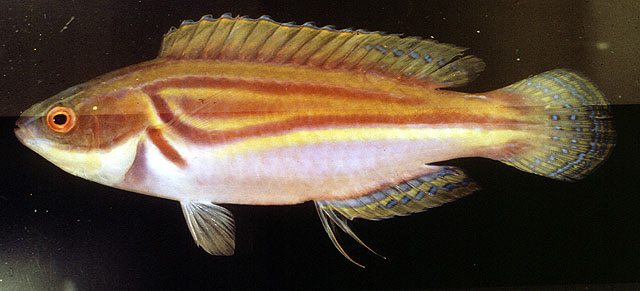 Cirrhilabrus laboutei