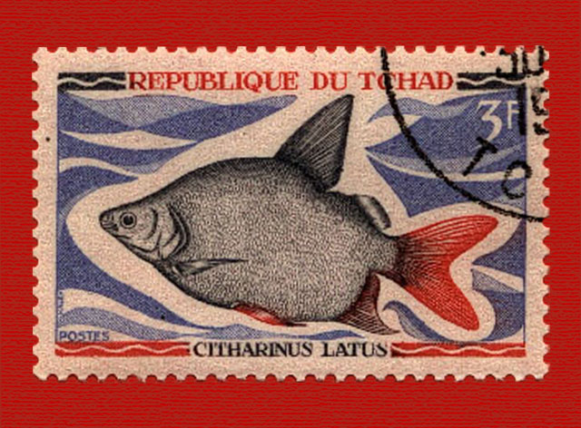 Citharinus latus