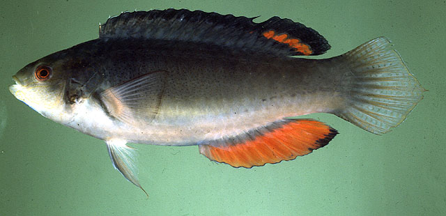 Cirrhilabrus melanomarginatus