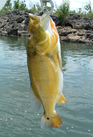 Cichla melaniae