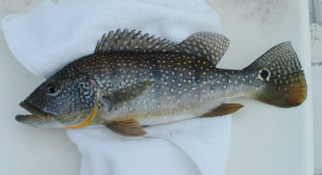 Cichla melaniae