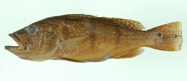 Cichla melaniae