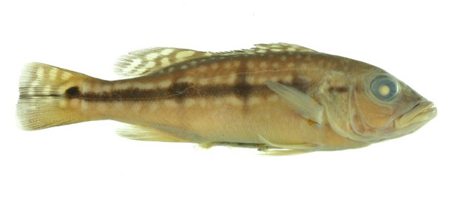 Cichla melaniae