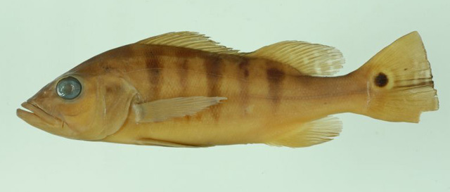 Cichla nigromaculata