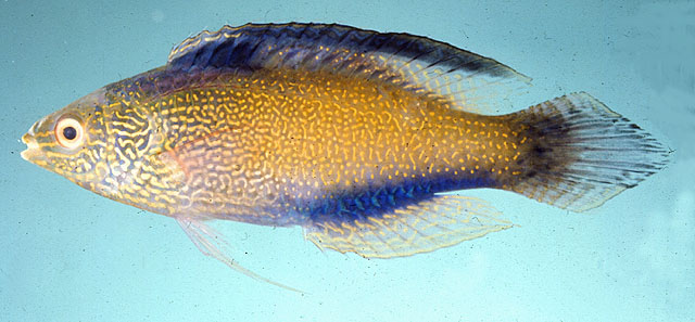 Cirrhilabrus rhomboidalis