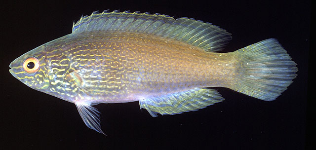 Cirrhilabrus rhomboidalis