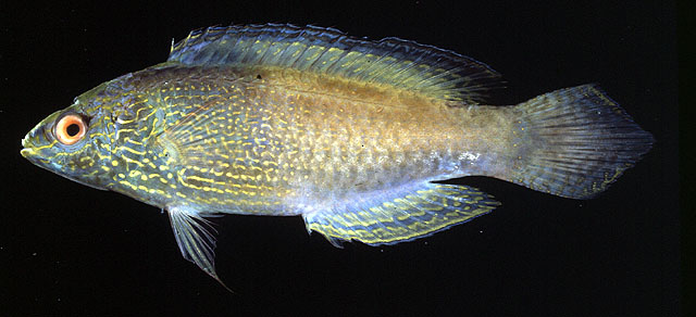 Cirrhilabrus rhomboidalis