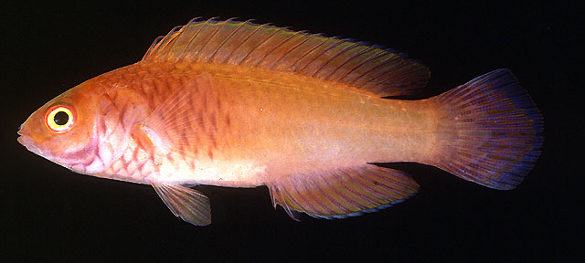 Cirrhilabrus rubrisquamis