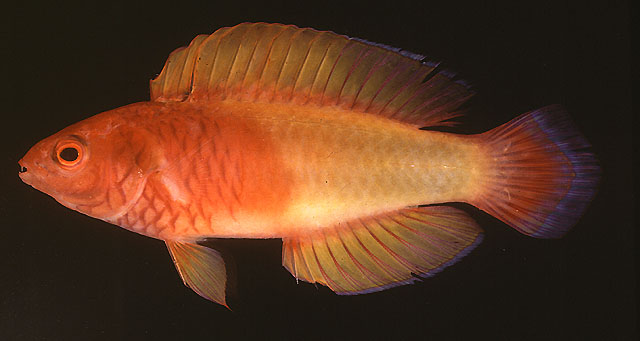 Cirrhilabrus rubrisquamis