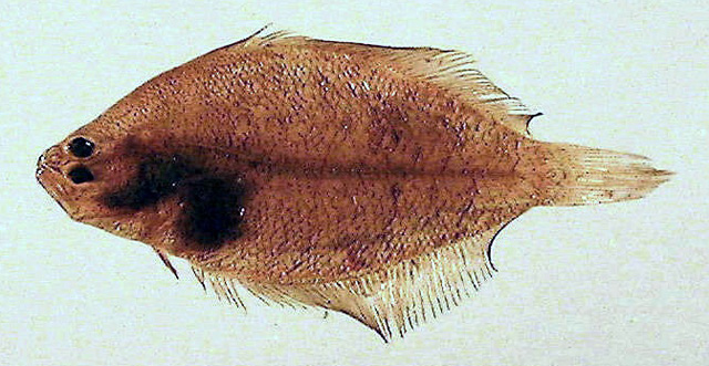 Citharichthys spilopterus