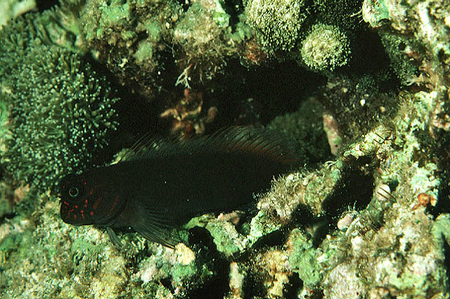 Cirripectes variolosus