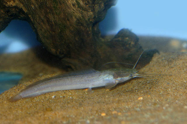 Clarias camerunensis