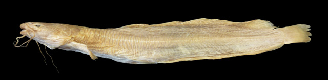 Clarias dumerilii