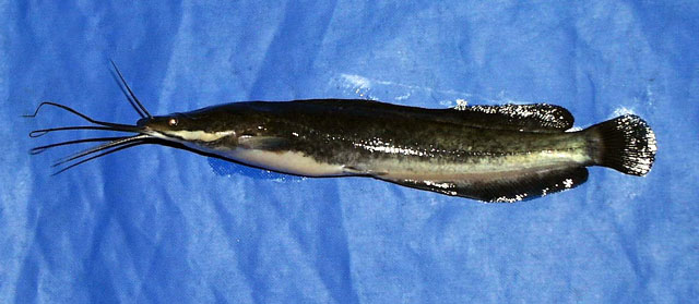 Clarias gariepinus