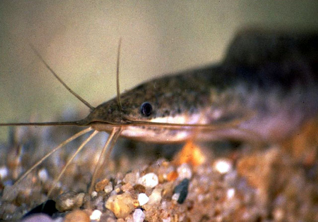 Clarias gariepinus