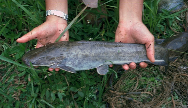 Clarias gariepinus