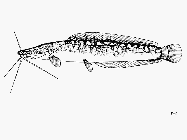 Clarias gariepinus