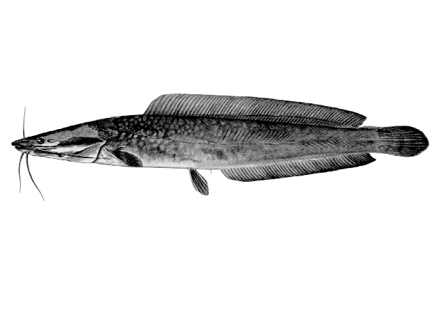 Clarias gariepinus