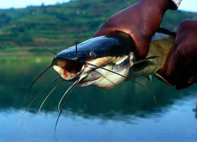 Clarias gariepinus