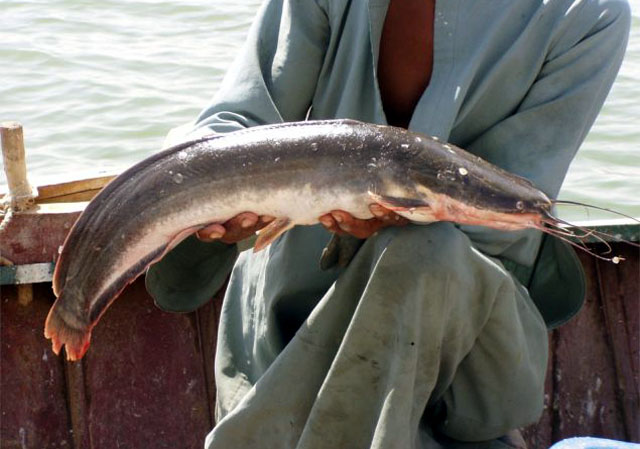 Clarias gariepinus